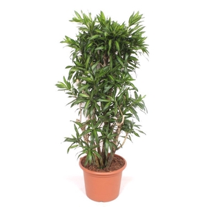 Dracaena Song of Jamaica