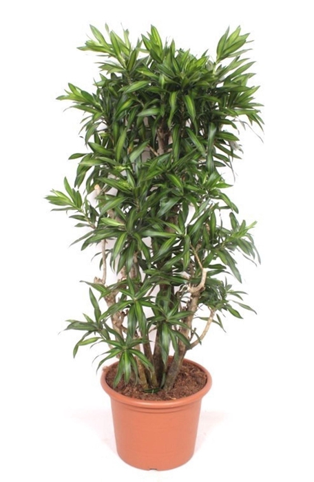<h4>Dracaena Song of Jamaica</h4>
