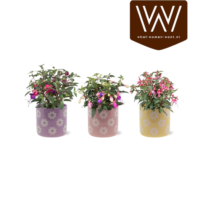 <h4>VAN FUCHSIA BEAUTY</h4>