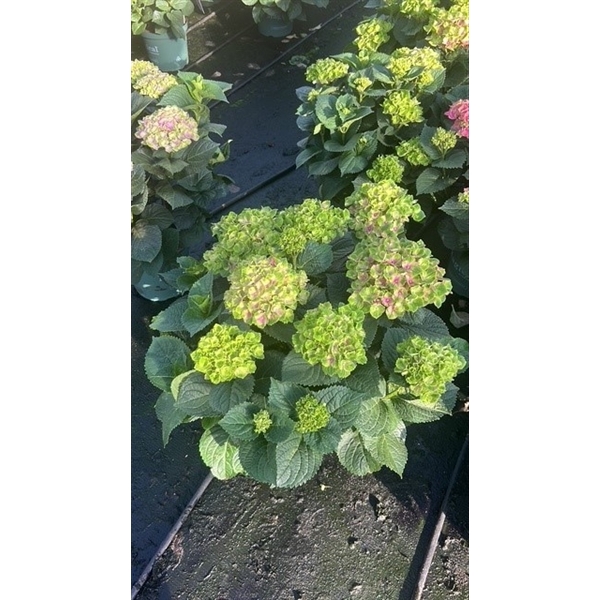 <h4>Hydrangea Magical® mix 29 cm rijp 1</h4>