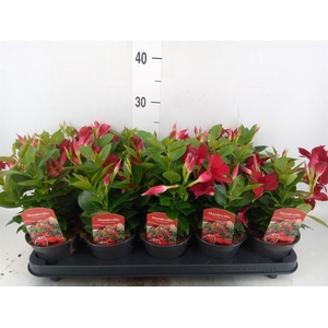 Mandevilla sand. 'Rio Dark Red'