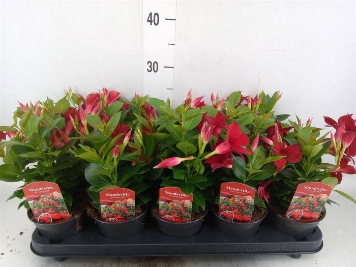 <h4>Mandevilla sand. 'Rio Dark Red'</h4>