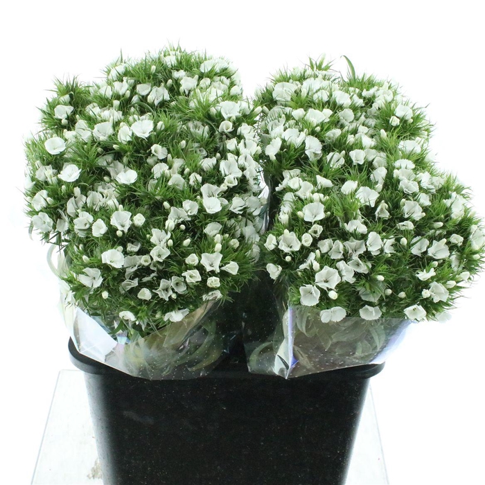 <h4>Di Barb Kiwi Bunny</h4>