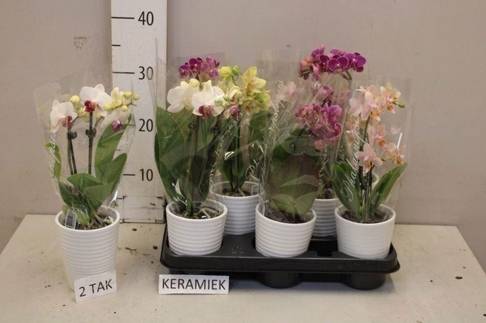 <h4>PHAL GEM 4 KL</h4>