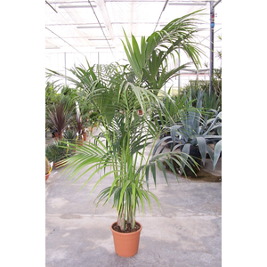 Howea forsteriana
