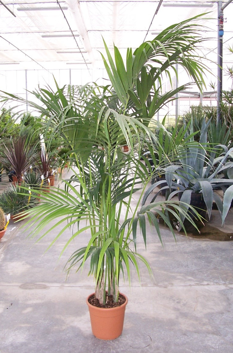 <h4>Howea forsteriana</h4>