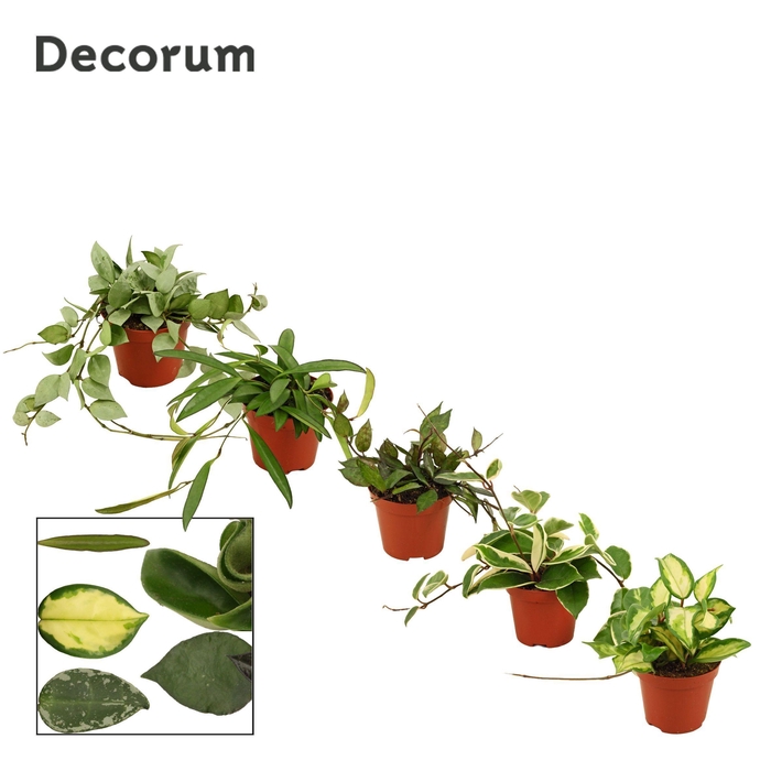 <h4>Hoya 9 cm Mix (Decorum)</h4>