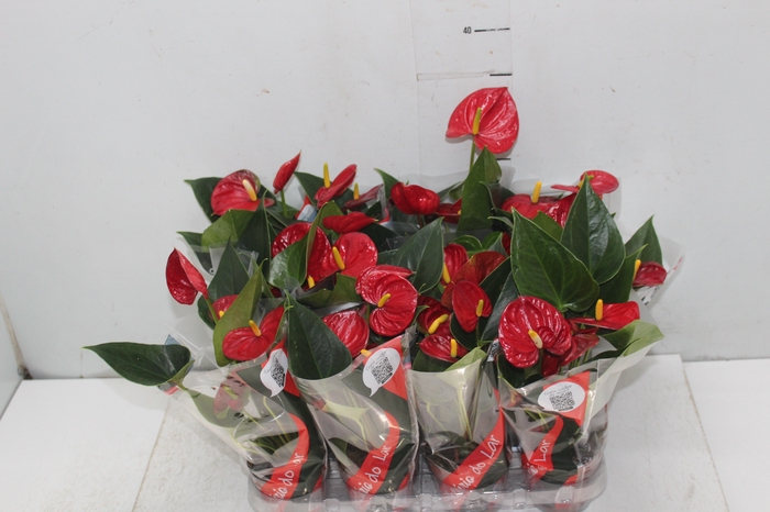 <h4>ANTHURIUM RED SUCCESS P09</h4>