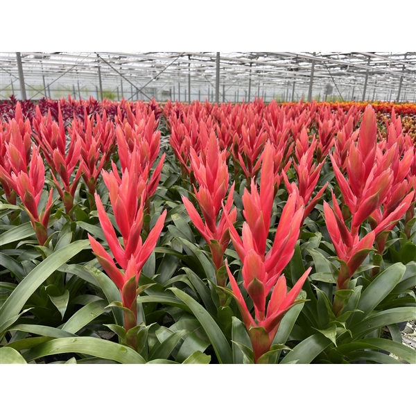 <h4>Tillandsia Ziva (Decorum)</h4>