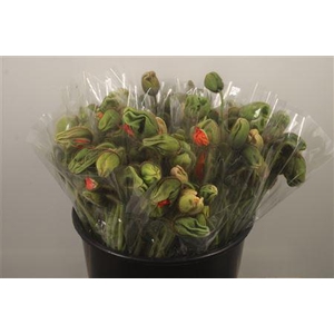 Papaver Mix Per Stem