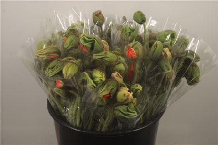 <h4>Papaver Mix Per Stem</h4>