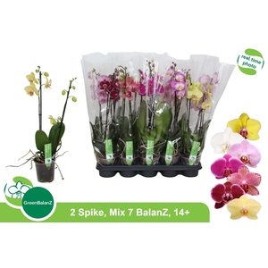 PHAL GEM 7 KL