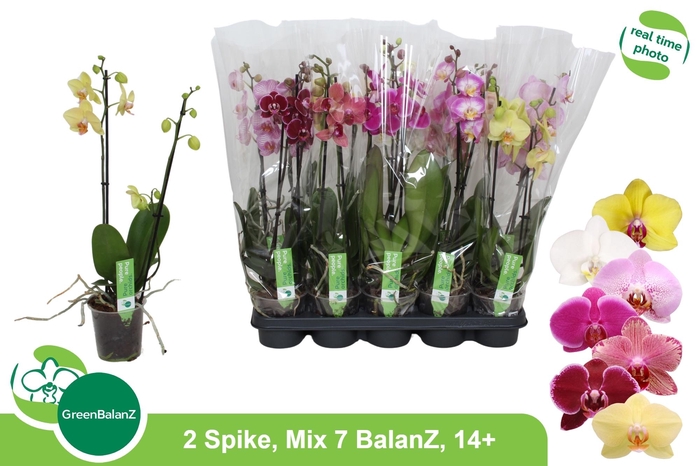 <h4>PHAL GEM 7 KL</h4>