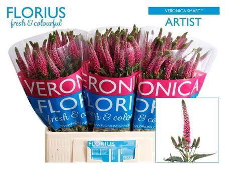 <h4>Veronica Smart Artist</h4>