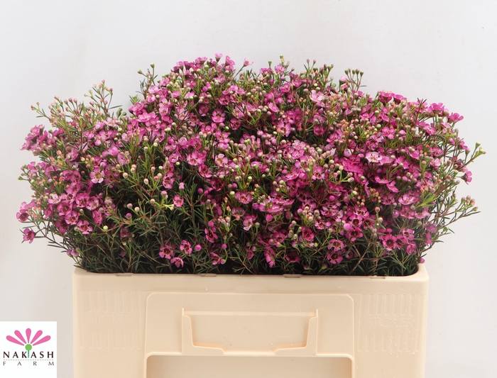 <h4>CHAME UN JUPITER</h4>