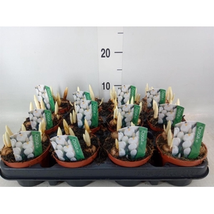 Crocus vernus 'Jeanne d'Arc'