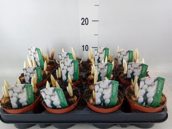 <h4>Crocus vernus 'Jeanne d'Arc'</h4>