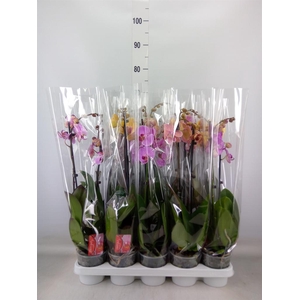 Phalaenopsis   ...mix