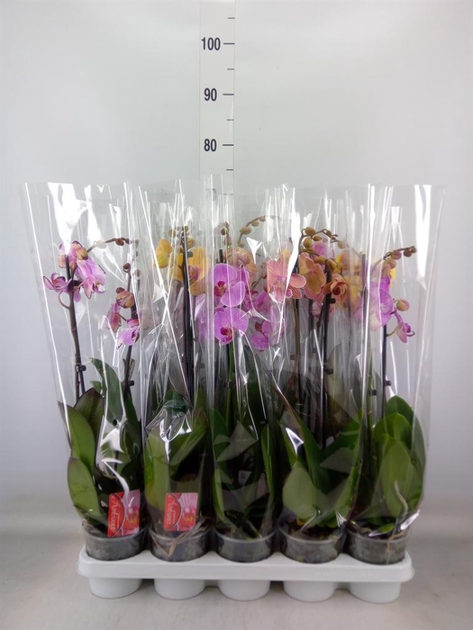 <h4>Phalaenopsis   ...mix</h4>