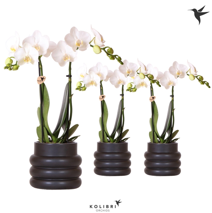 <h4>Kolibri Orchids Phalaenopsis white 2 spike in Bubble pot black</h4>