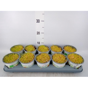 Hordeum sp.   ...kattegras zaai