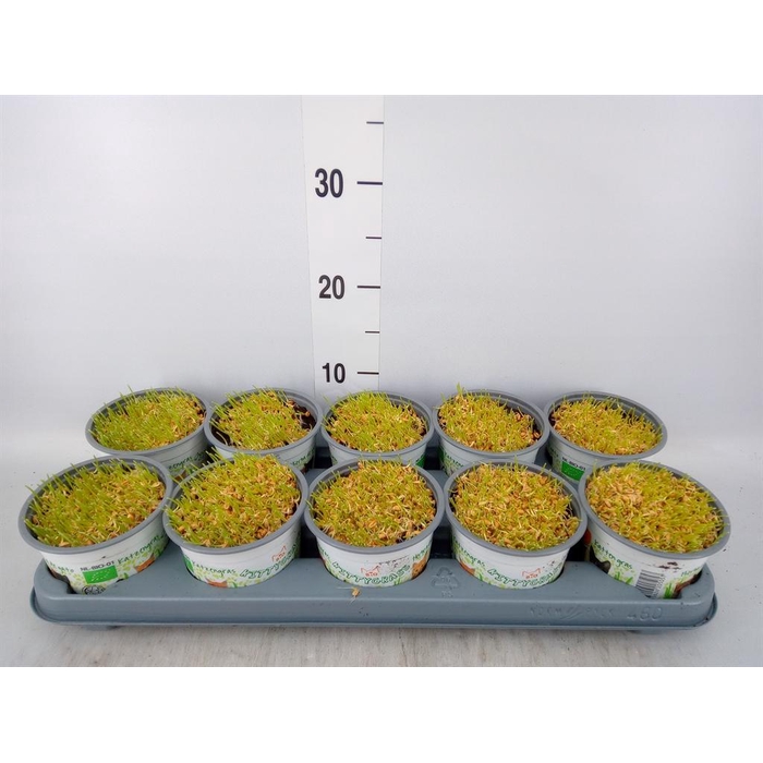 <h4>Hordeum sp. ...kattegras zaai</h4>