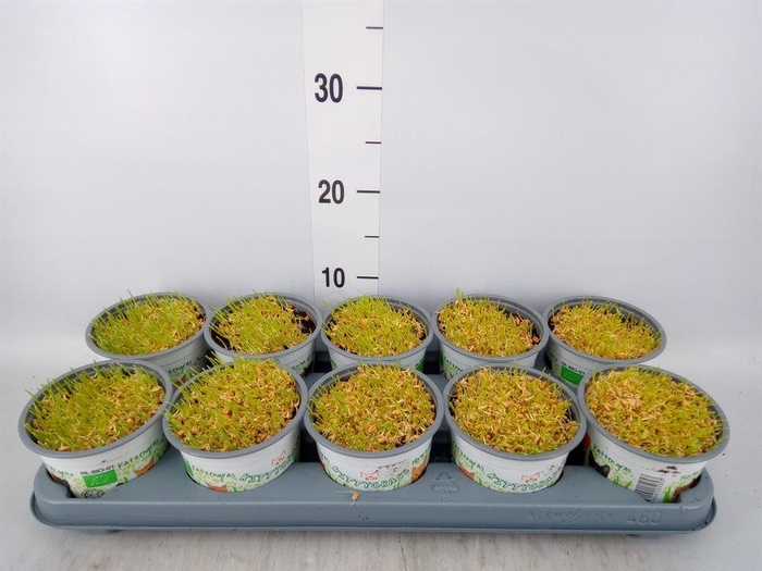 Hordeum sp.   ...kattegras zaai