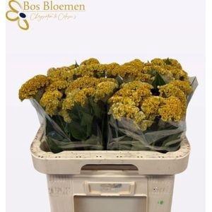 <h4>CEL C REPRISE GOLD</h4>