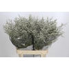 Limonium ov Misty White