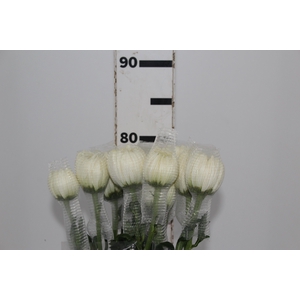 ANASTASIA MAGNUM 080 CM BRANCO