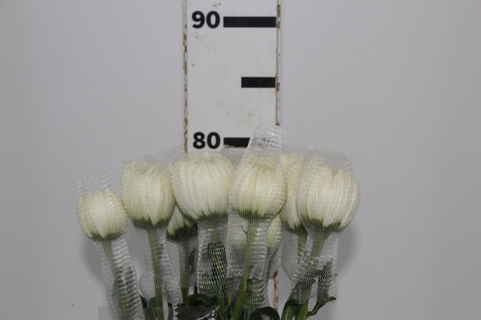 <h4>ANASTASIA MAGNUM 080 CM BRANCO</h4>