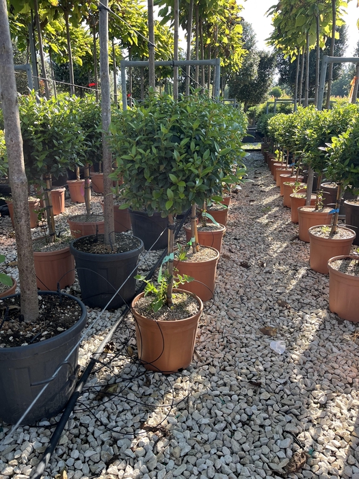 Viburnum tinus 'Eve Price' 1/4 Stem Clt15