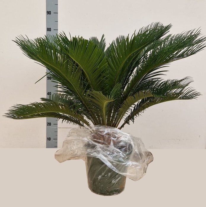 <h4>CYCAS REVOLUTA</h4>