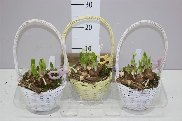 <h4>Arr Narcissus In Hengselmand</h4>