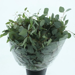 Euca Populus Long 300gr Premium France