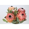 Protea Barbigera