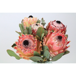 Protea Barbigera