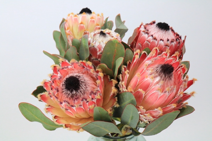 Protea Barbigera