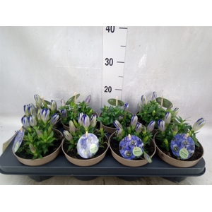 Gentiana scabra 'R Diam Blue Heart'