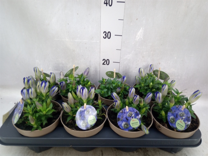 Gentiana scabra 'R Diam Blue Heart'