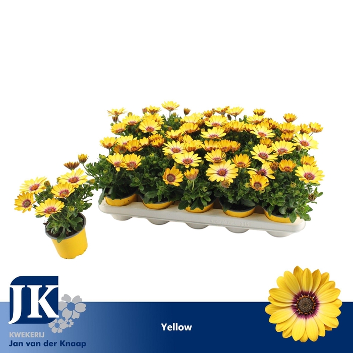 <h4>Osteospermum geel TST</h4>