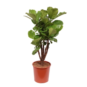 Ficus Lyrata stam vertakt