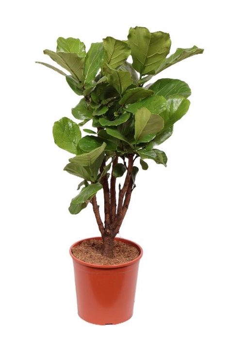 <h4>Ficus Lyrata stam vertakt</h4>