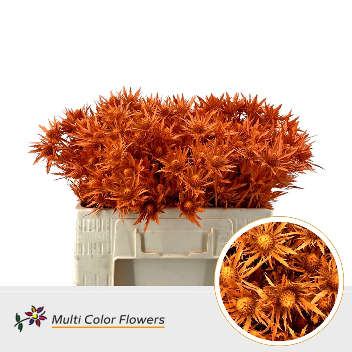 <h4>Eryngium Oranje</h4>