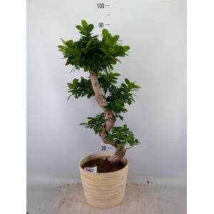 Ficus microcarpa 'Ginseng'