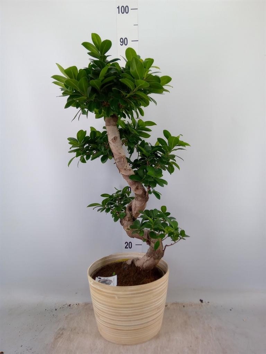 <h4>Ficus microcarpa 'Ginseng'</h4>