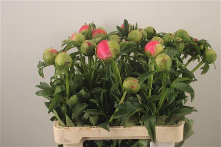 <h4>Paeo L Coral Sunset</h4>