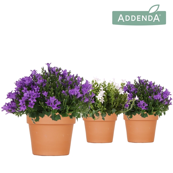 <h4>Campanula Addenda Ambella mix in Terracotta pot</h4>