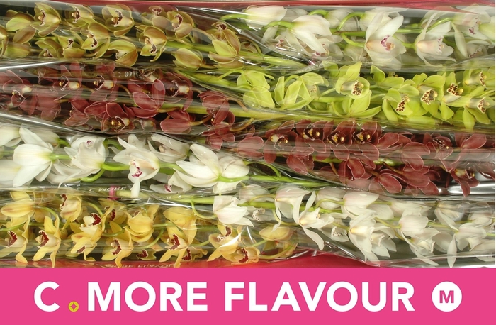 <h4>CYMB MI GEM</h4>