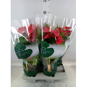 Anthurium andr. 'Nevada'